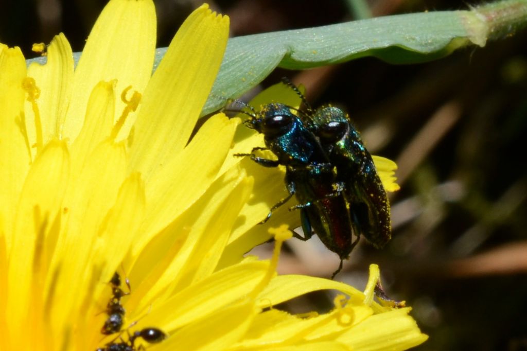 Buprestidae: Anthaxia semicuprea