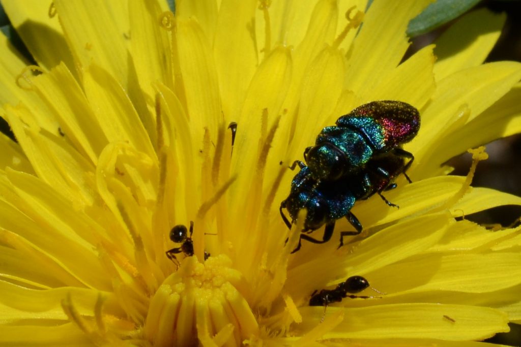 Buprestidae: Anthaxia semicuprea