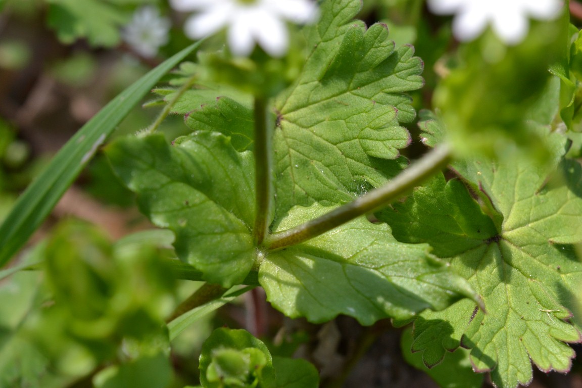 Stellaria ?