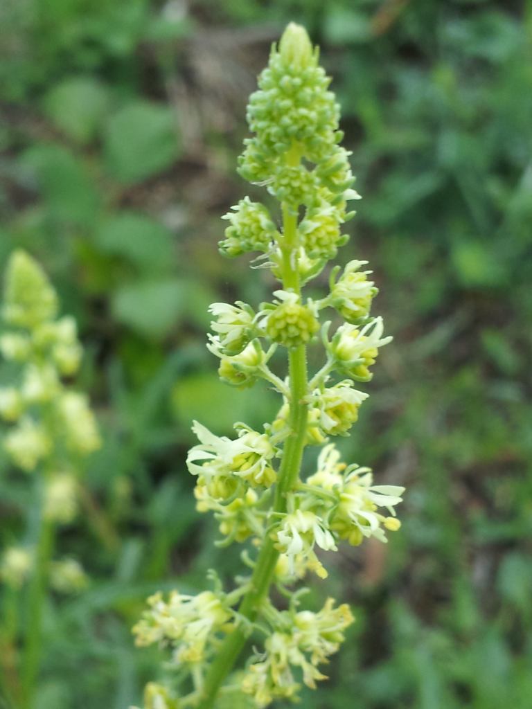 Monti Cimini (VT) :  Reseda lutea