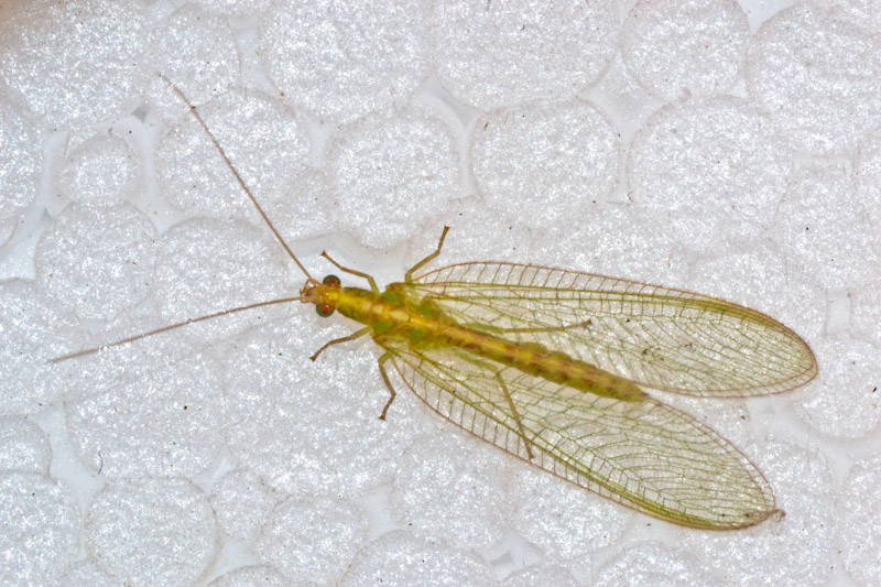 Chrysoperla sp.