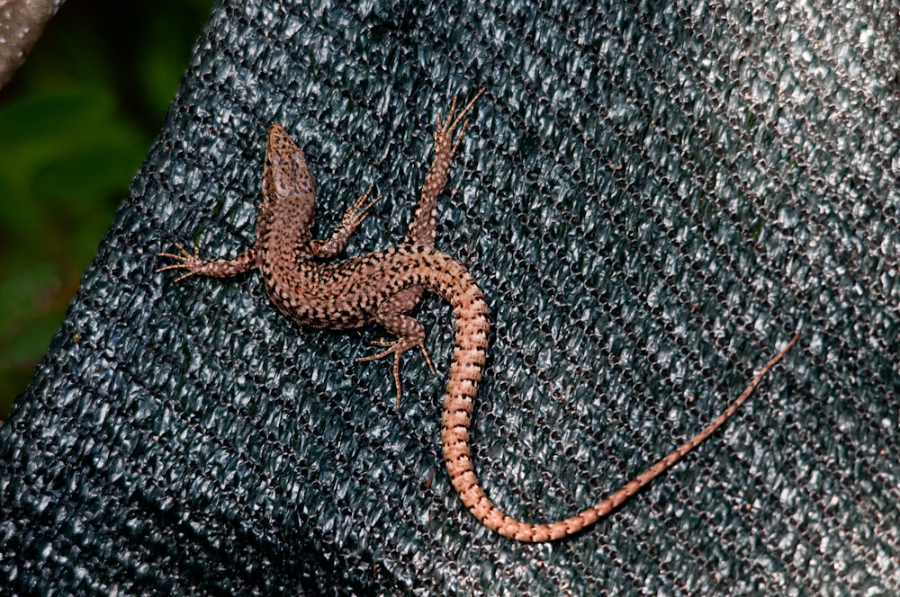 ID lucertola
