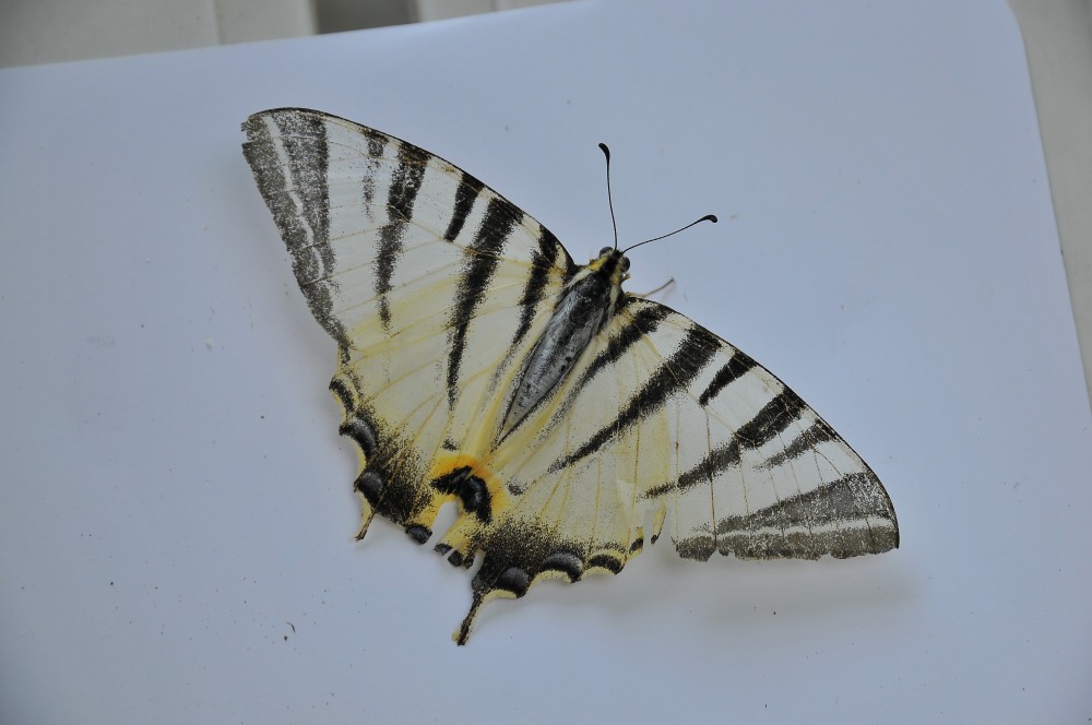 identificazione - Iphiclides podalirius