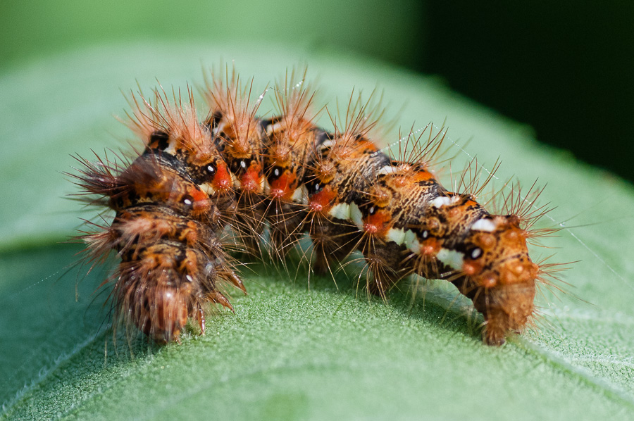 id bruco - Acronicta (Viminia) rumicis