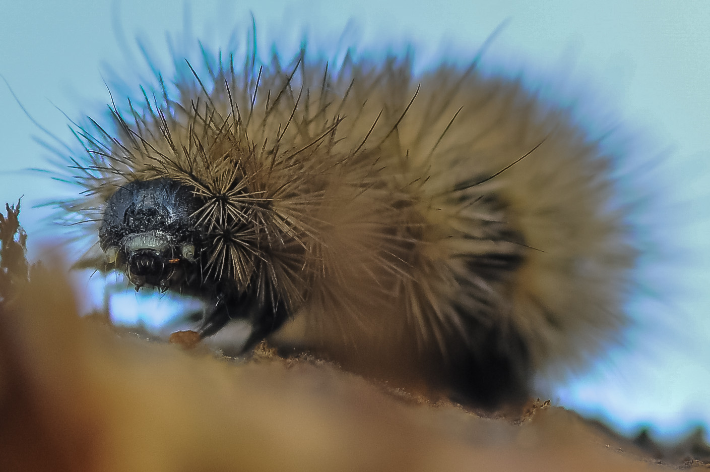 aiuto identificazione: larva di Phragmatobia fuliginosa