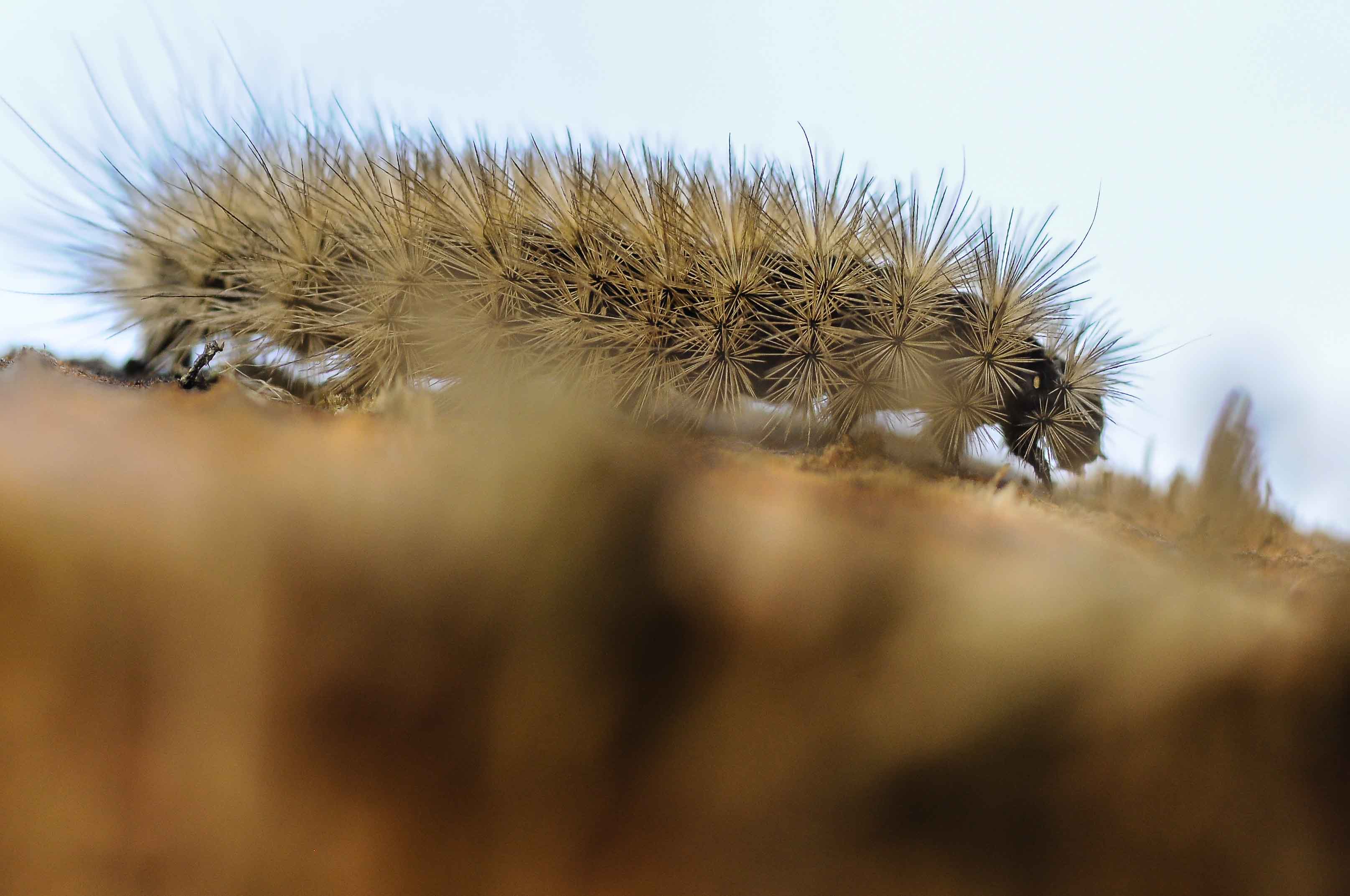 aiuto identificazione: larva di Phragmatobia fuliginosa