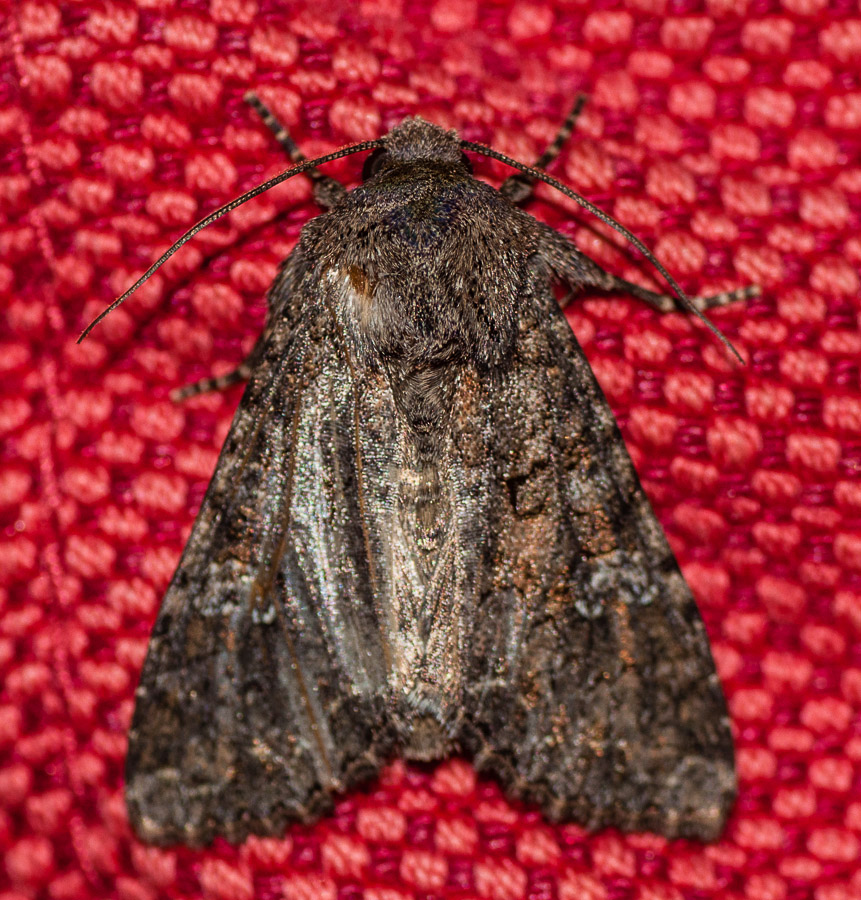 Dysgonia algira e Mamestra brassicae