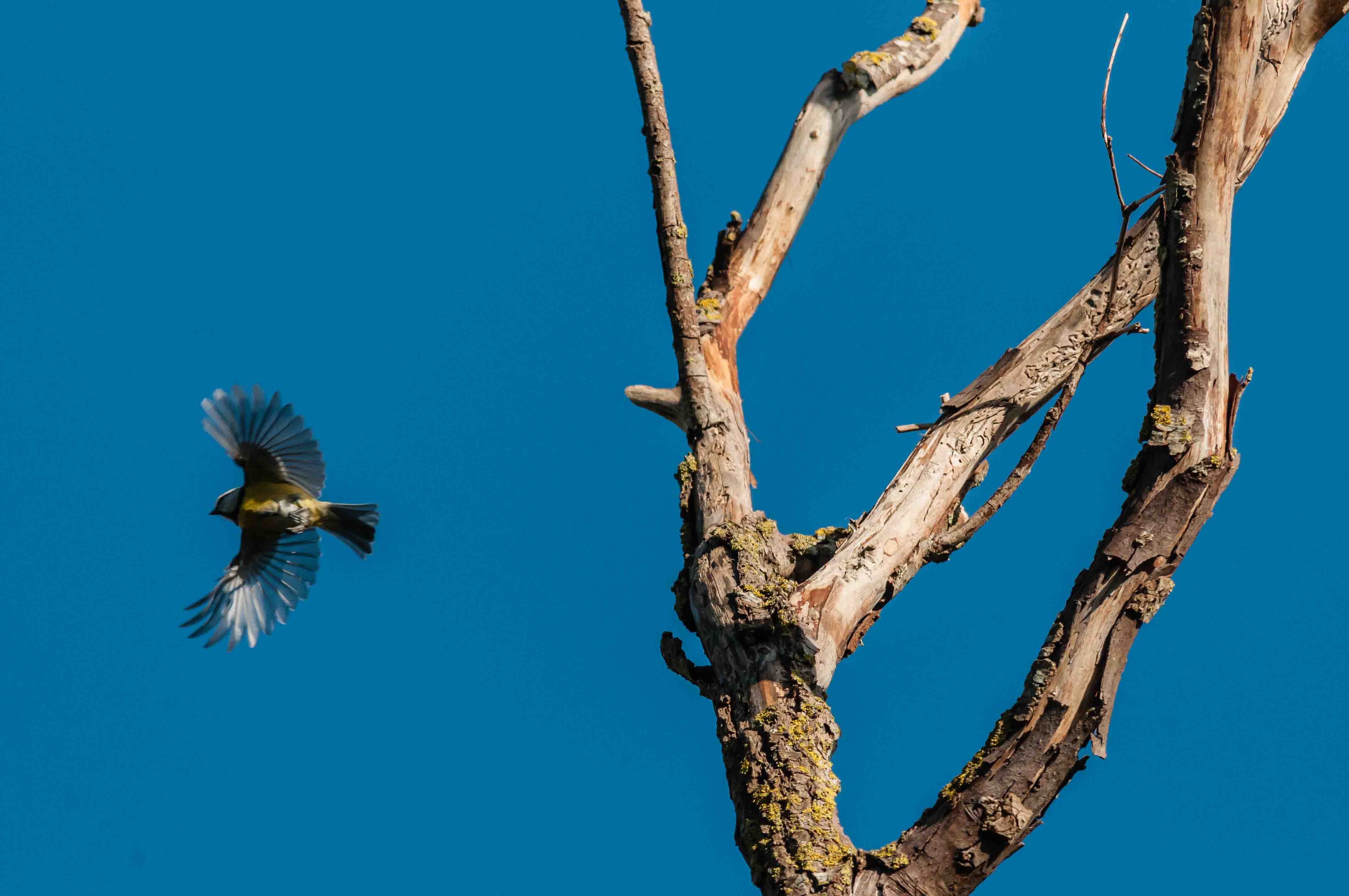 Ad ali spiegate, il sogno di Icaro.