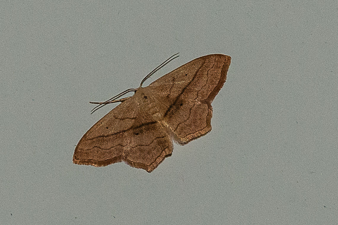 identificazione