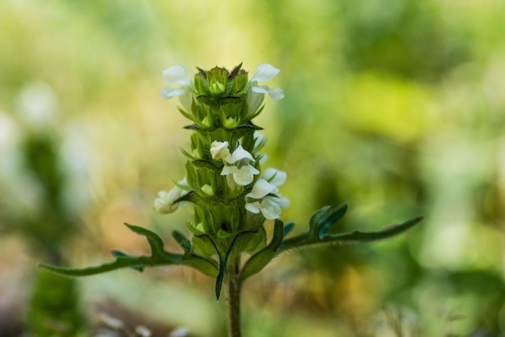 Prunella laciniata (Lamiaceae)