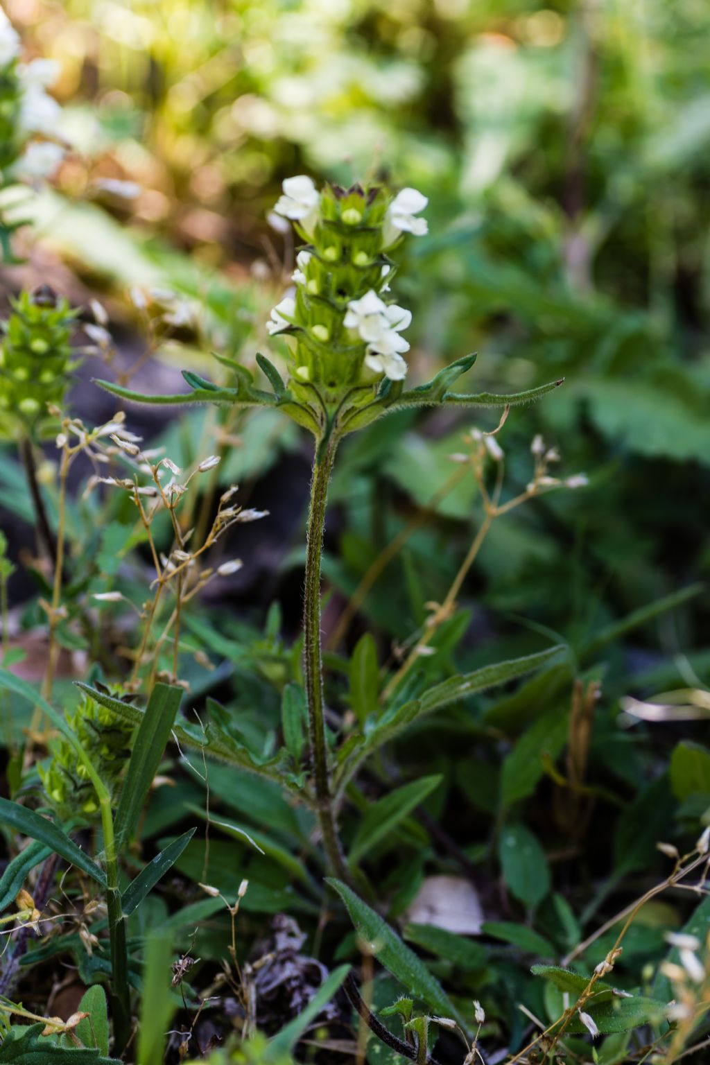 Prunella laciniata (Lamiaceae)