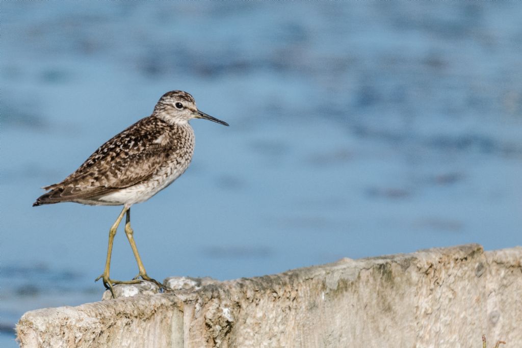 Piro piro boschereccio (Tringa glareola) e Piro piro piccolo (Actitis hypoleucos)