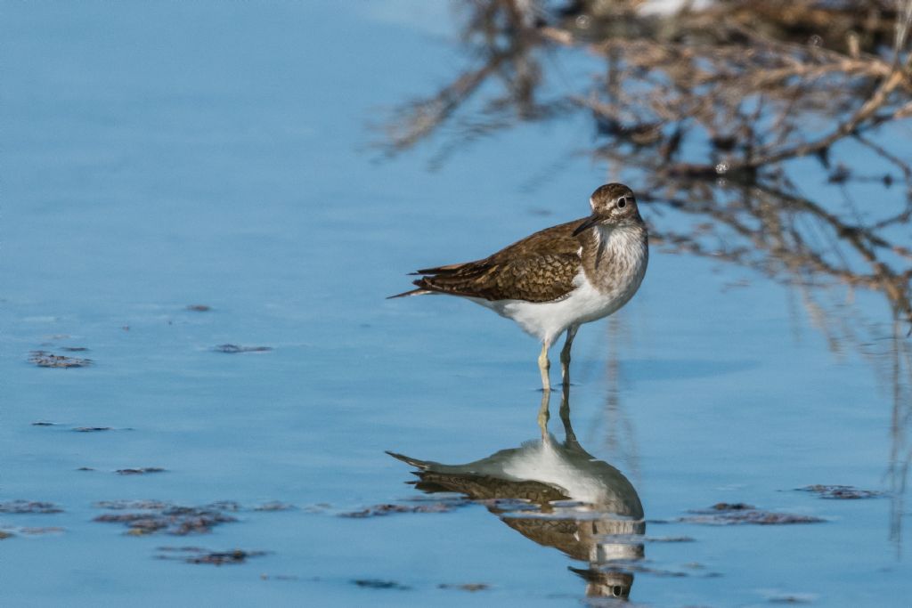 Piro piro boschereccio (Tringa glareola) e Piro piro piccolo (Actitis hypoleucos)