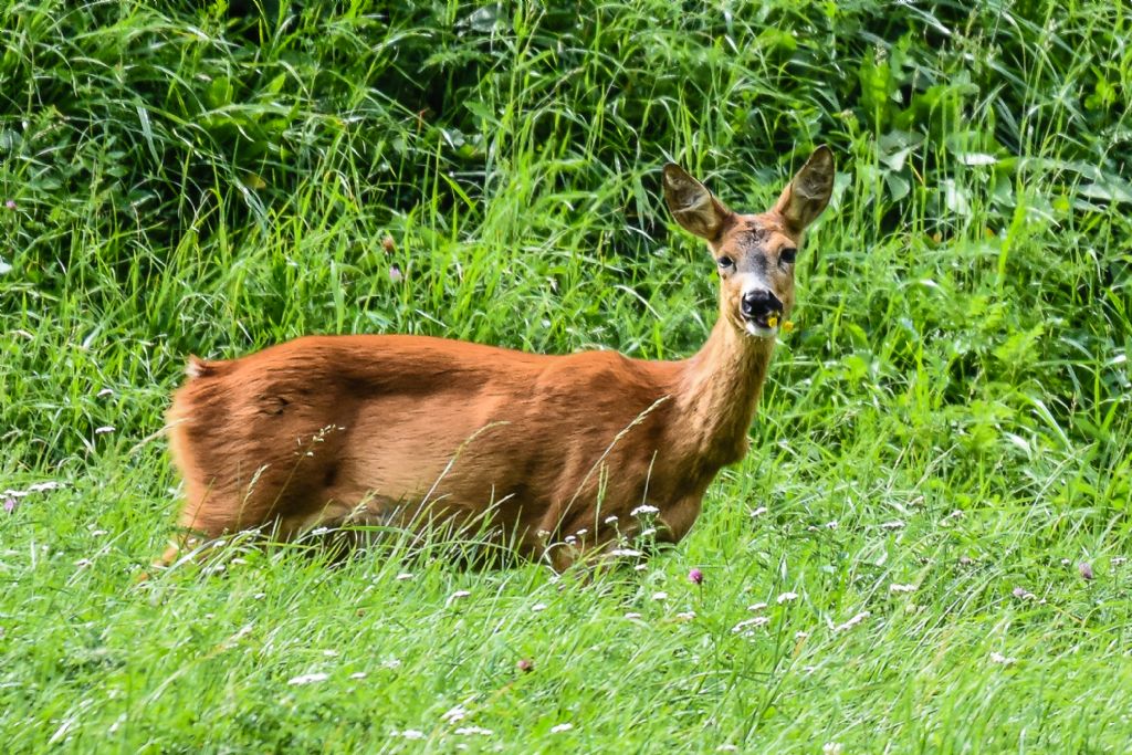 informazioni per la Val di Fassa