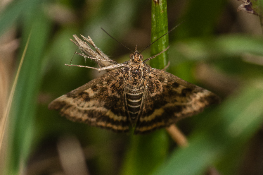 Crambidae