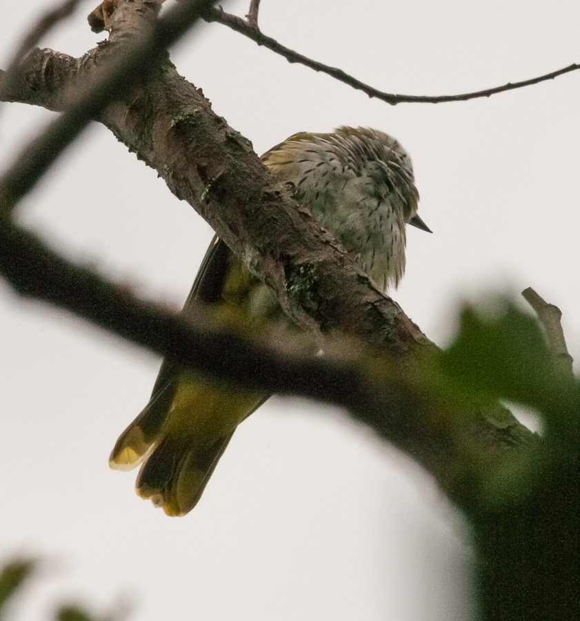 Rigogolo ?  S�, giovane