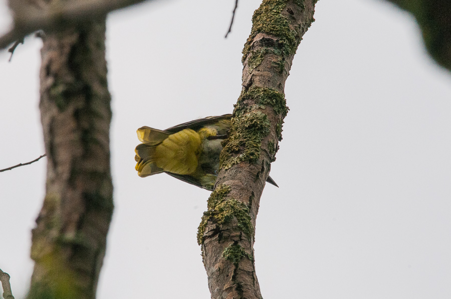 Rigogolo ?  S�, giovane