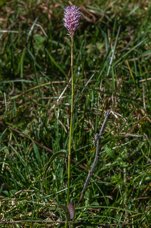 orchidea ? no, Bistorta officinalis (Polygonaceae)