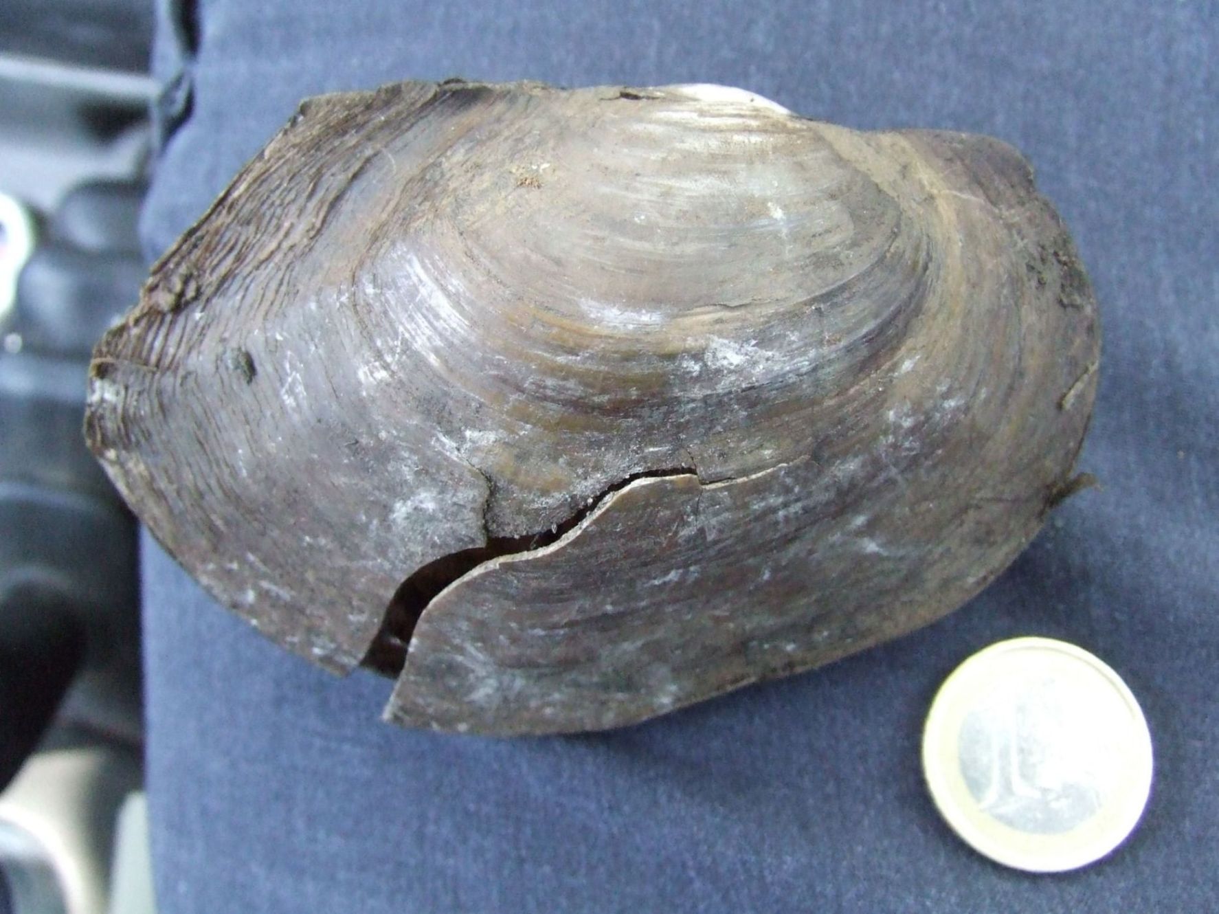 Anodonta da id. - Selva di Paliano (FR)