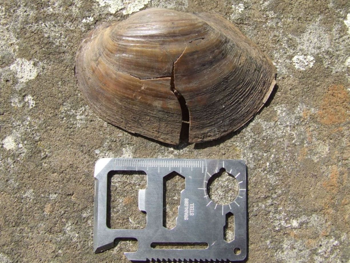 Anodonta da id. - Selva di Paliano (FR)