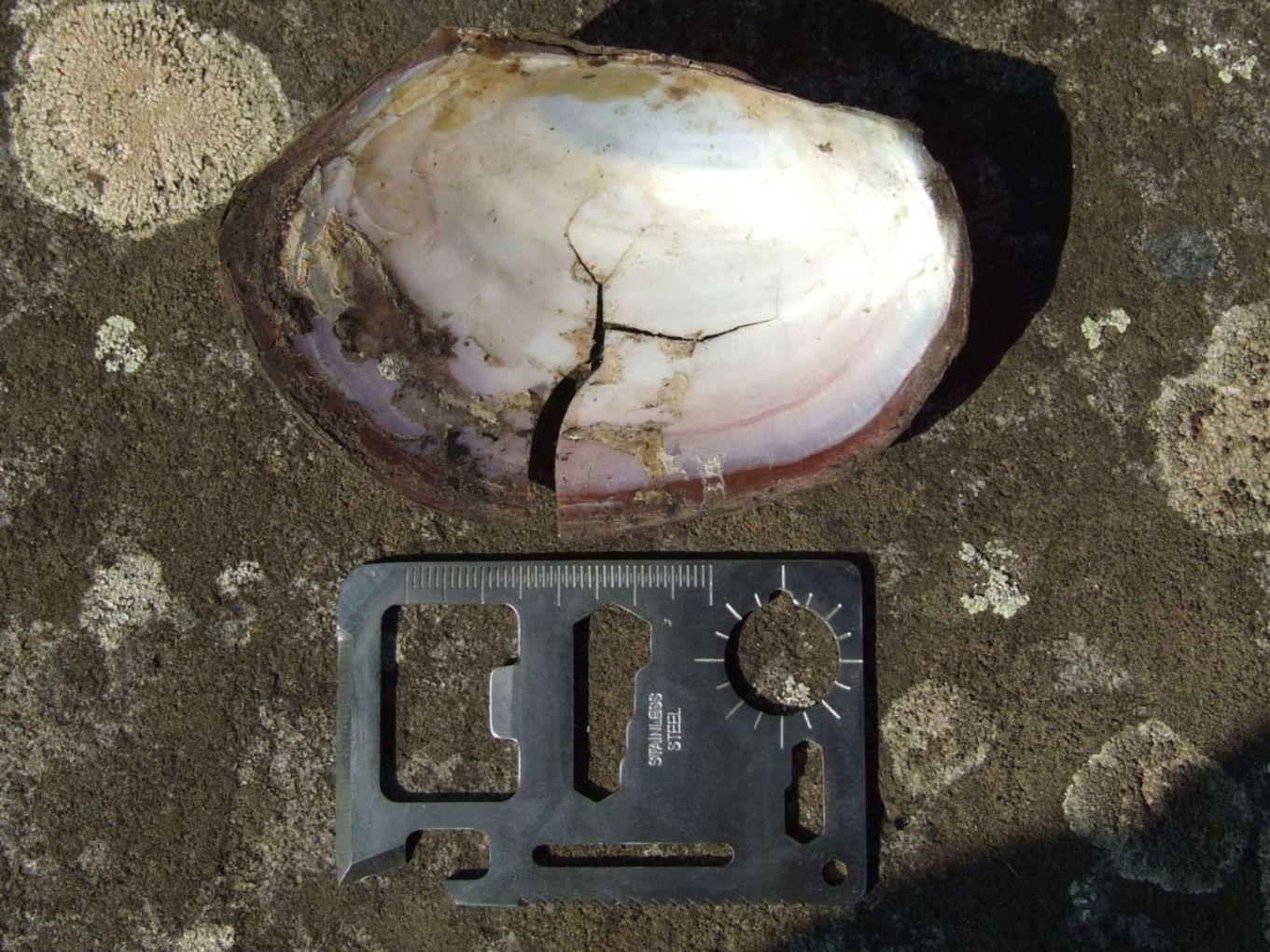 Anodonta da id. - Selva di Paliano (FR)