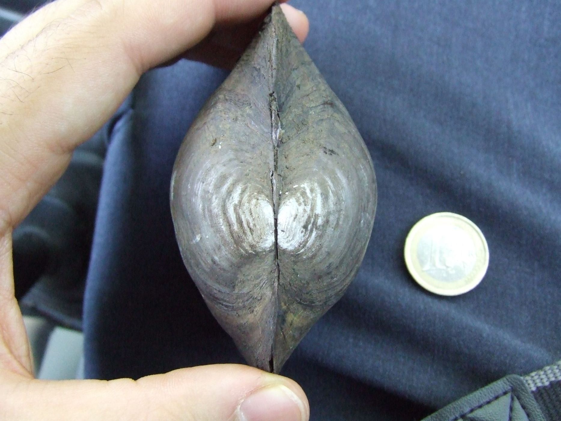 Anodonta da id. - Selva di Paliano (FR)