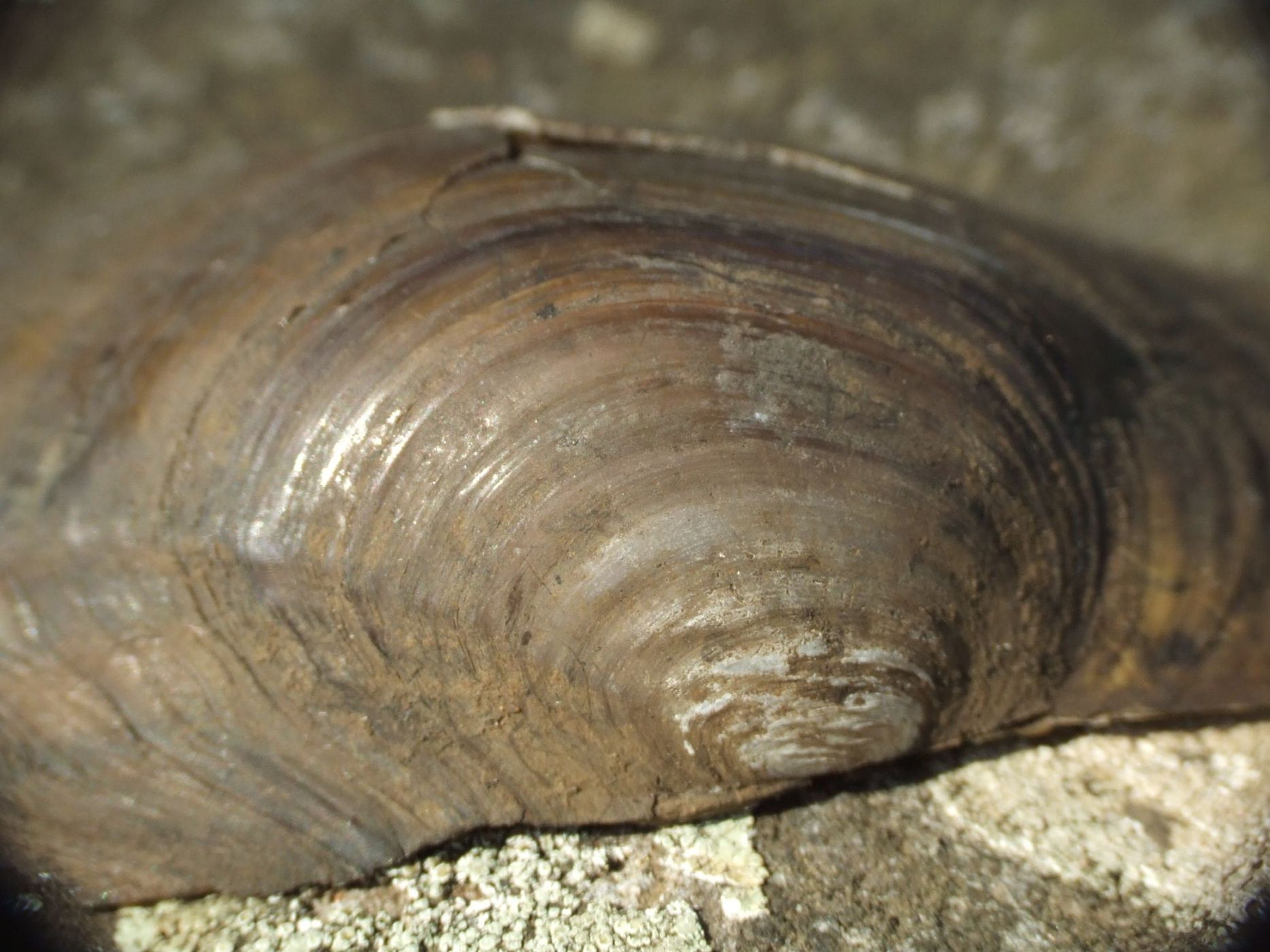 Anodonta da id. - Selva di Paliano (FR)