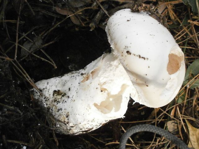 Amanita ovoidea?