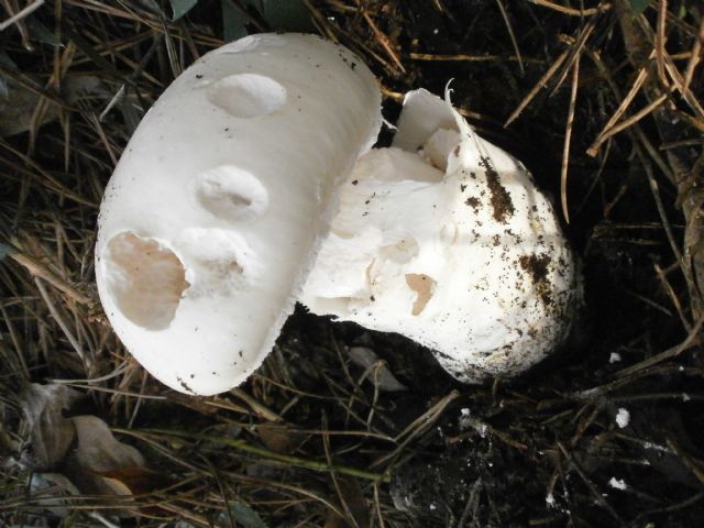 Amanita ovoidea?