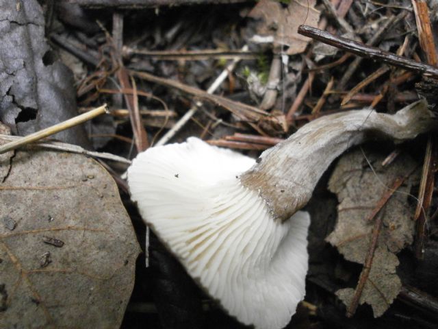 Amanita ovoidea?