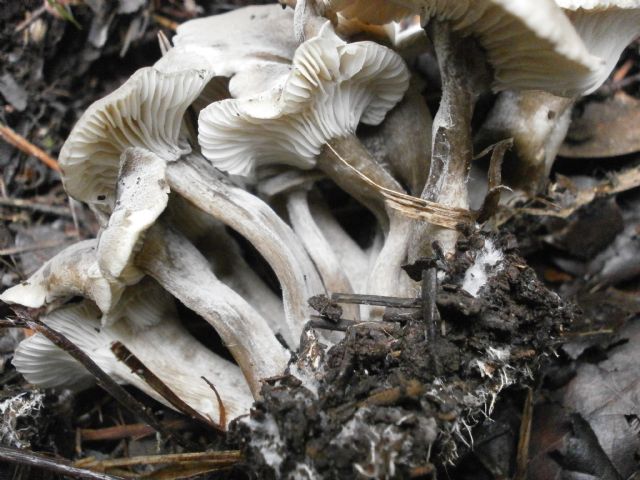 Amanita ovoidea?