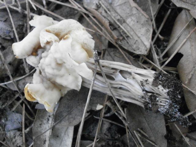 Amanita ovoidea?