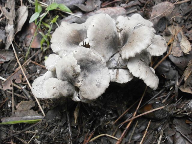 Amanita ovoidea?