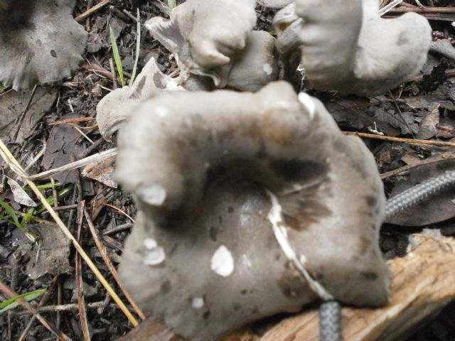 Amanita ovoidea?