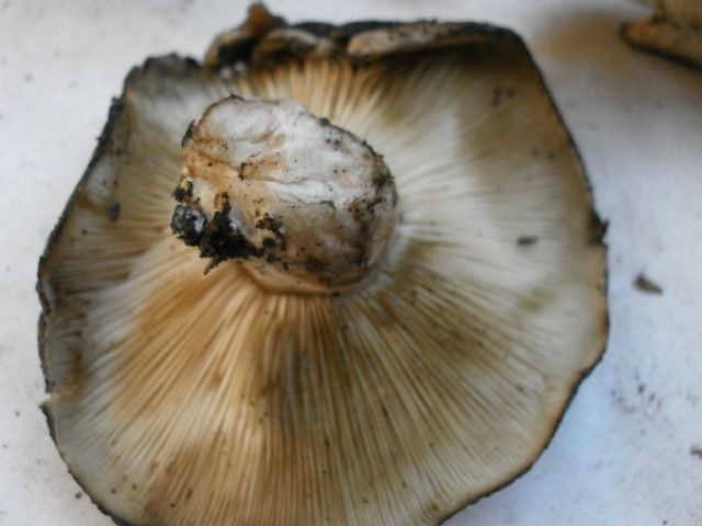 Tricholoma?