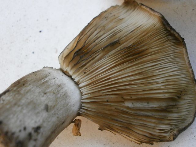 Tricholoma?