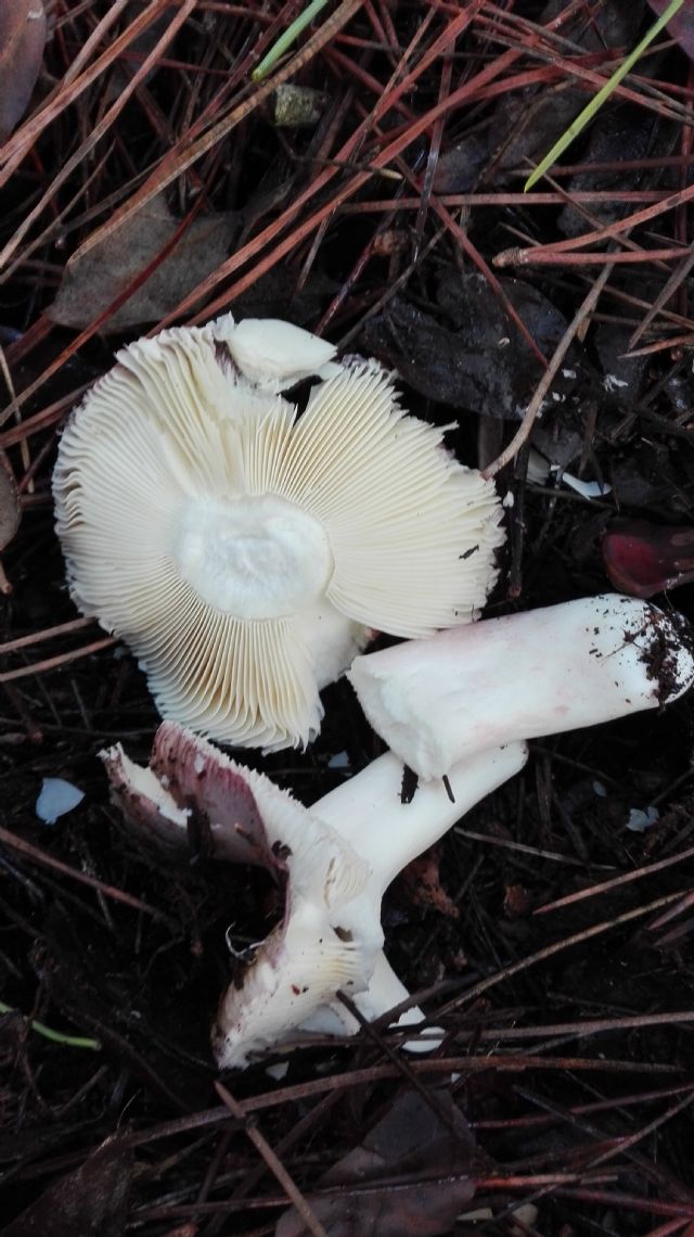 Russula?