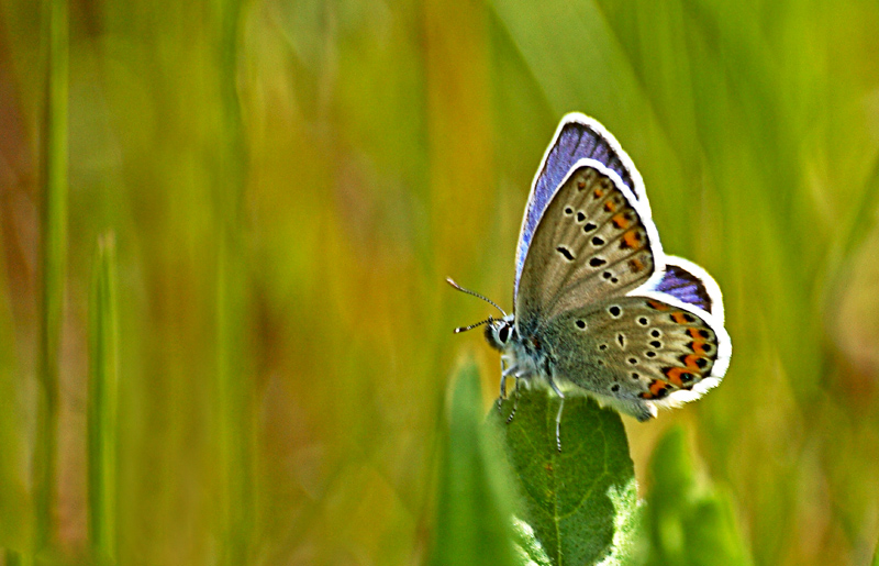 identificazione Polyommatinae