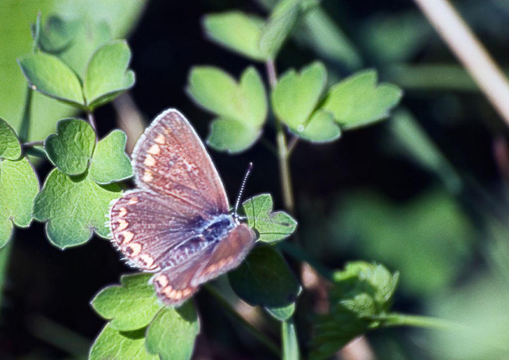 chiedo aiuto identificazione P.femmina icarus o Plrbejus agestis