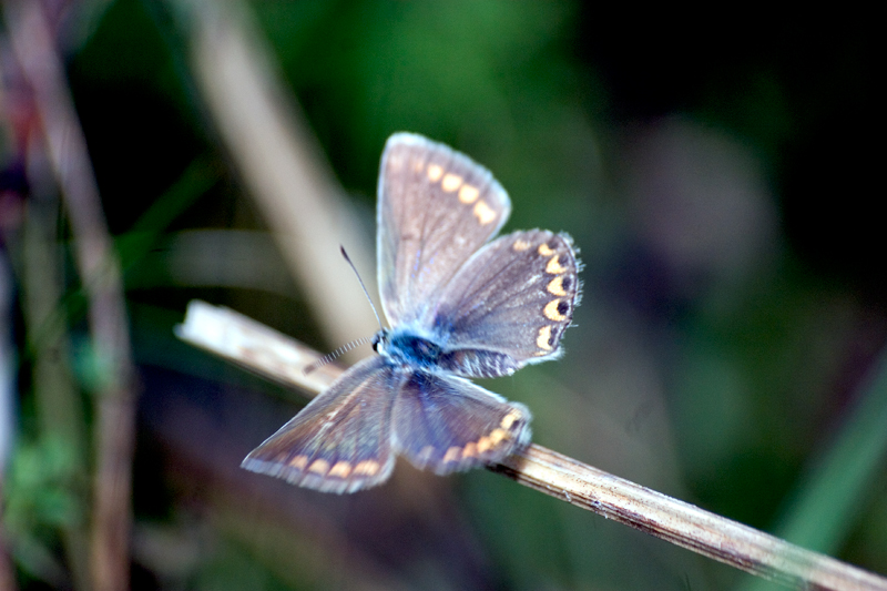 chiedo aiuto identificazione P.femmina icarus o Plrbejus agestis