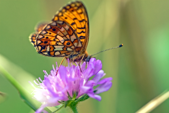 Boloria ( Clossiana ) selene ? S
