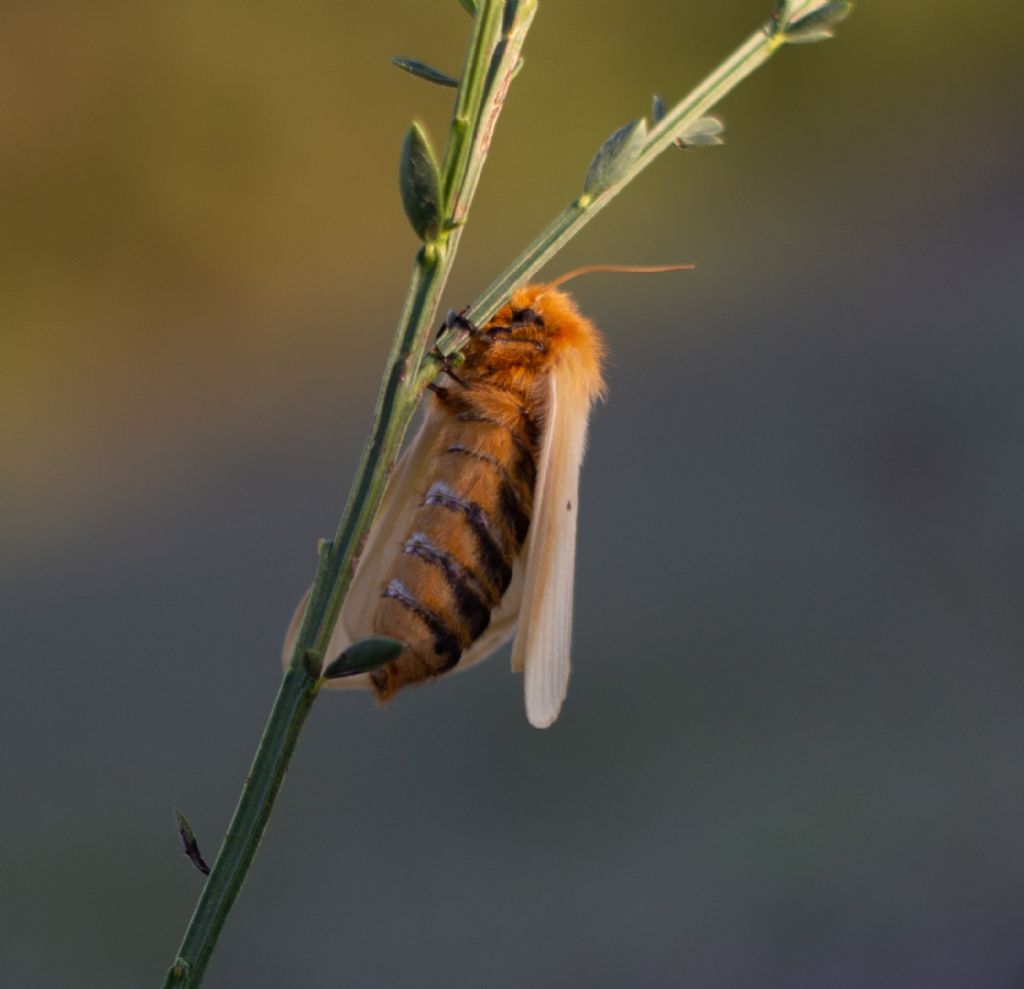 Una falena che non riesco a riconoscere: Lemonia taraxaci - Brahmaeidae