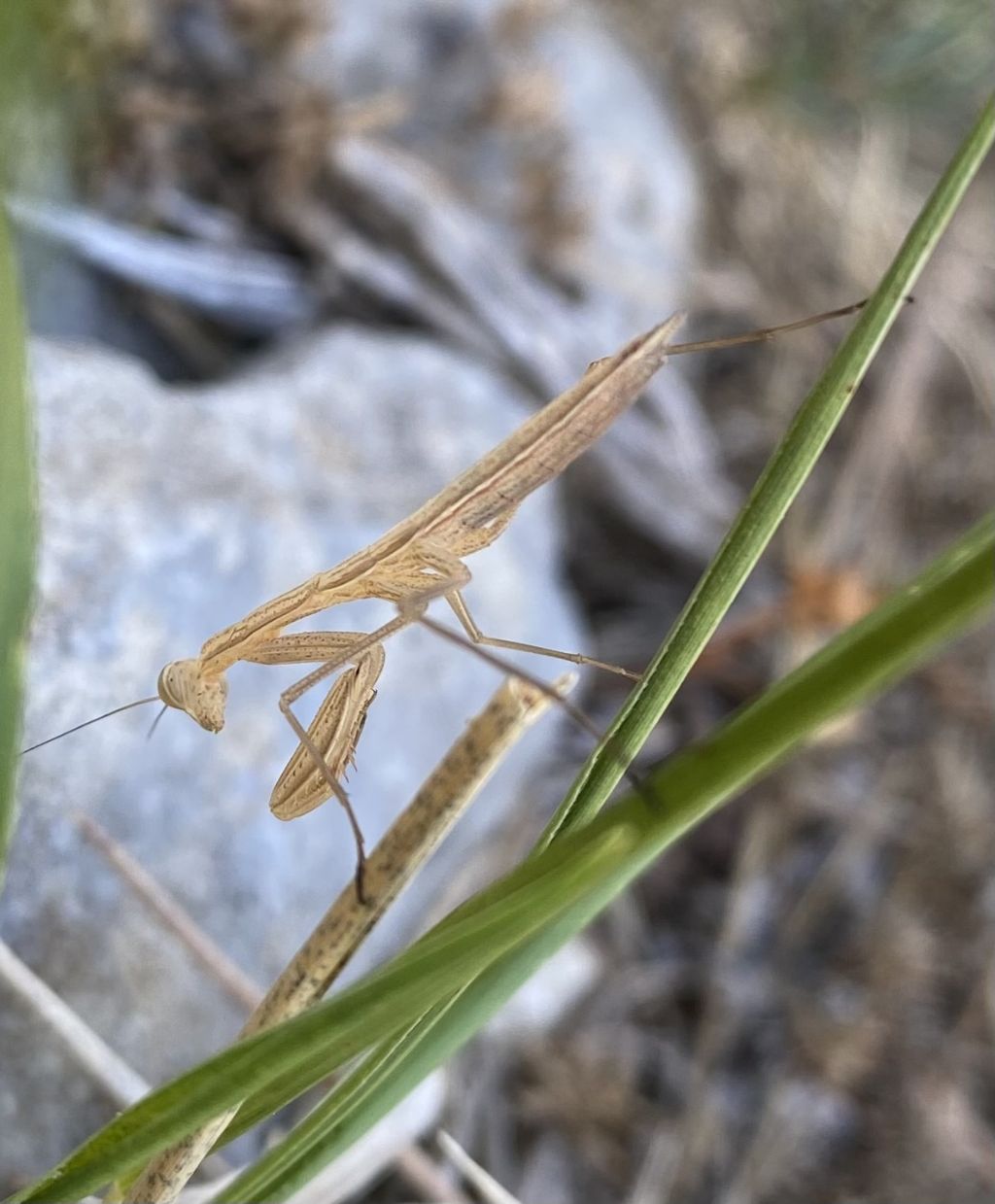 Identificazione Mantide