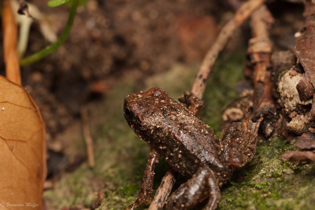 Riconoscimento rana o rospo - Bufo bufo juv.