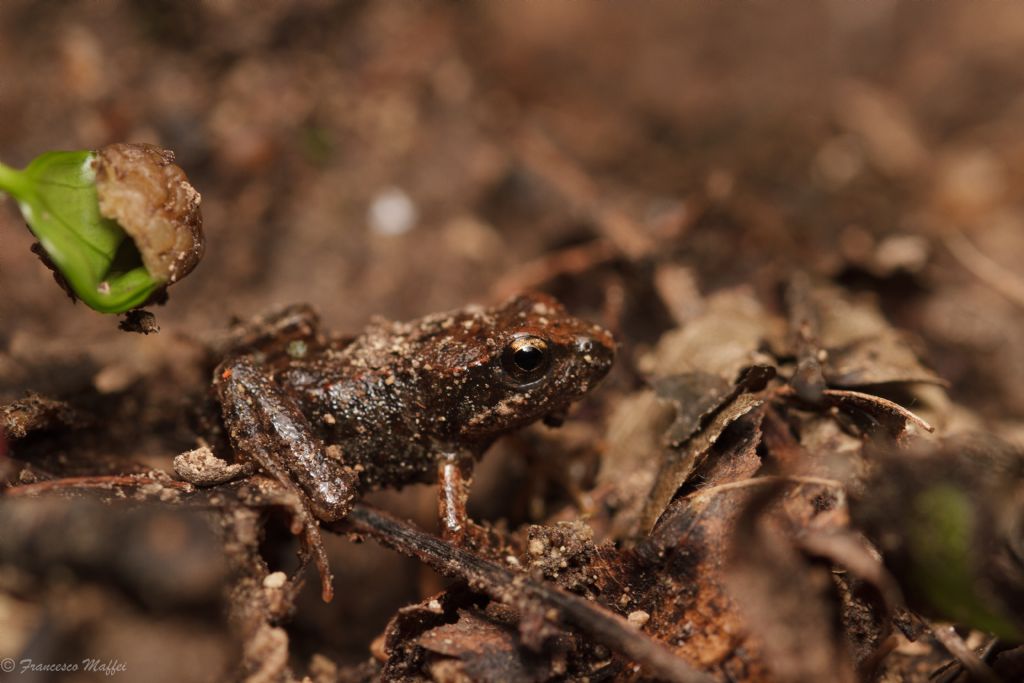 Riconoscimento rana o rospo - Bufo bufo juv.