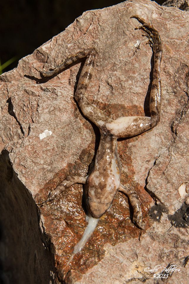 rana? Rana italica