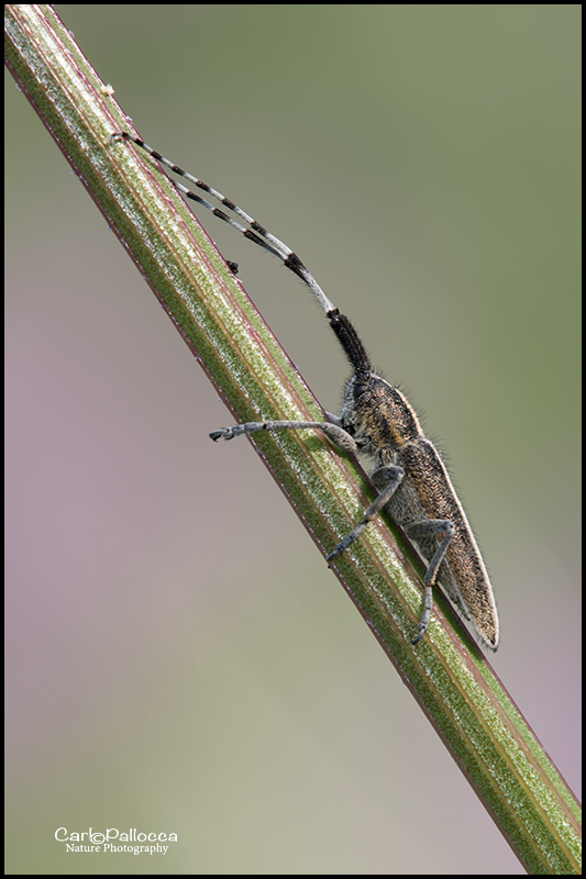 Agapanthia villosoviridescens ? No, A. suturalis (cf.)