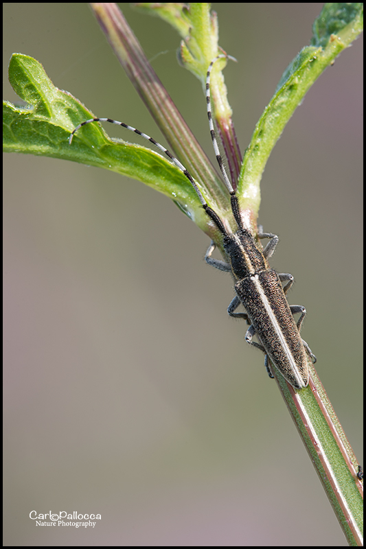 Agapanthia villosoviridescens ? No, A. suturalis (cf.)