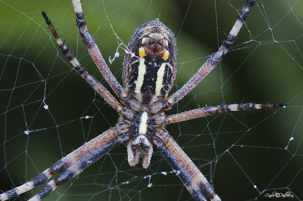 Argiope bruennichi (foto ventrale) - Norma (LT)