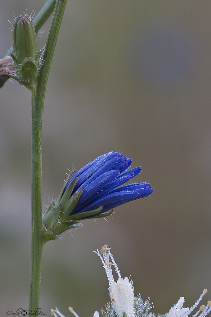 Azzurro e Giallo
